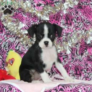 Linnet, Boston Terrier Mix Puppy